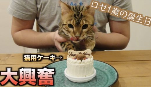 ロゼの誕生日なので猫用ケーキあげたら過去最高の野生化したwww