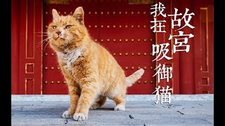 【我在故宫吸御猫】猫薄荷和逗猫棒！让老北京一脸懵逼的故宫玩儿法！