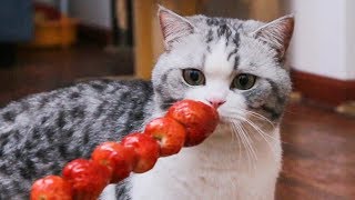 【花花与三猫】猫咪吃了草莓之后，会有什么样的反应？结果出人意料...
