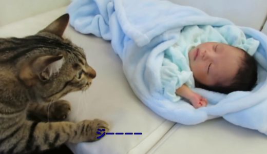 赤ちゃんと初対面する猫