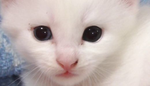 オッドアイの白猫からオッドアイの白猫が生まれた