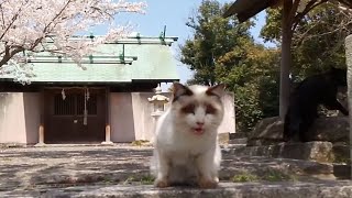 猫だらけの神社、やたらと喋ってくる白猫に出会う