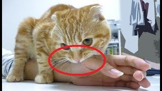 ネコがあなたを噛む時の本当の理由を知らなきゃいけない！何気ない行動に隠された真のメッセージとは…？