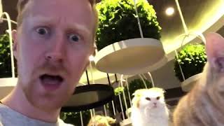 Foreigner discovers cat cafe! 🐱 猫カフェを見つけちゃった外国人！