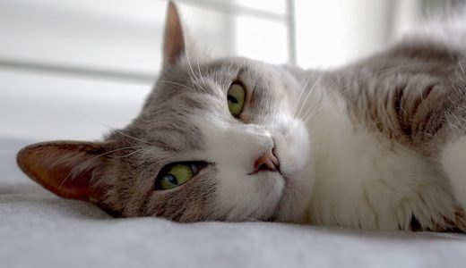 ネコとチルアウト - Chillout Cat -
