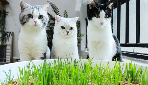【花花与三猫】惊了！猫屎盆里居然长猫草了！猫：好吃真香，就是味儿有点怪……