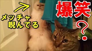 【猫ハプニング】この猫の目ヤバすぎww 爆笑ネコハプニング　funny&fail【Twitterで話題に】