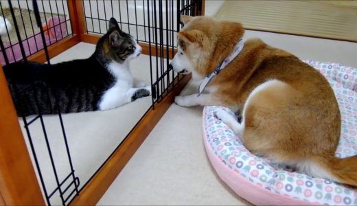 ケージ越しの猫とおばあちゃん柴犬  Cat and Shiba Inu