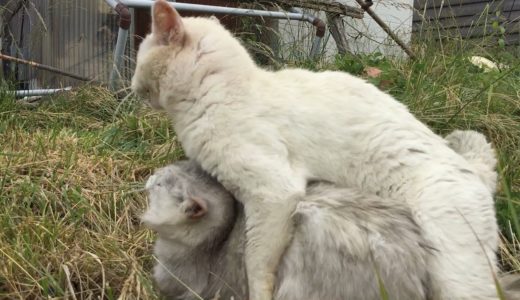 ことごとく交尾を仕掛けるオス白猫と人懐っこいメス白猫の動画