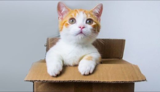 【花花与三猫】领养短腿小橘猫开箱，腿只有手指长，吃的却比大猫还多！