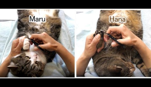 爪を切られるねこ。-Maru&Hana's nail clippers.-