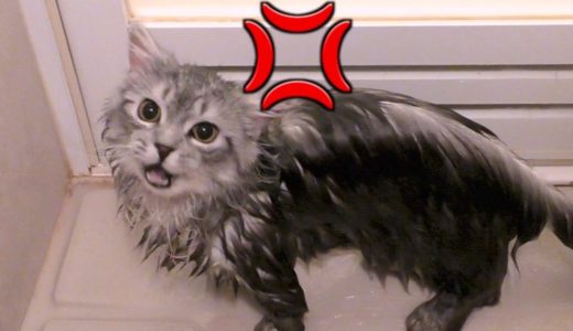 我が家の猫様初めてのお風呂でブチギレ。