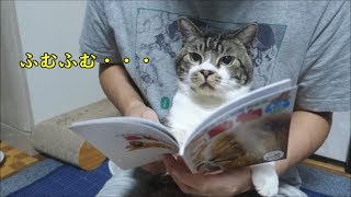 【かわいい♥】リキちゃん、ネコのなかま図鑑でお勉強する？本を見る猫☆マクドナルドハッピーセット・どうぶつの図鑑【リキちゃんねる　猫動画】Cat video　キジトラ猫との暮らし