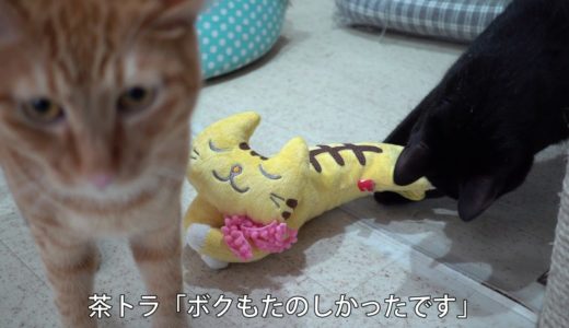 【ShippoTV通販部】茶トラと黒猫のアネさんが遊ぶ「ねこだっこまくら」 - Review of 'Cat Pillow' by two cats.