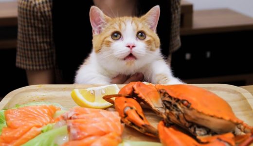 【花花与三猫】橘猫吃播又来吃海鲜了，确认过眼神，是家里有矿的猫！