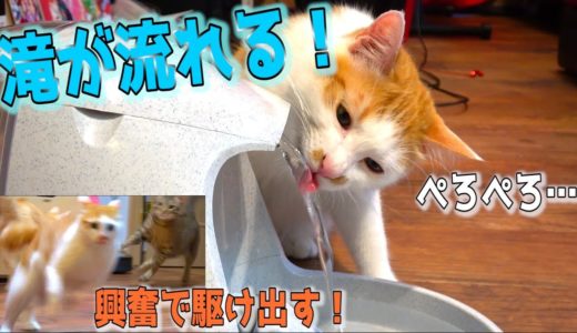 滝が流れる給水機買ってみたら猫たちが興奮のあまり駆け回る！？
