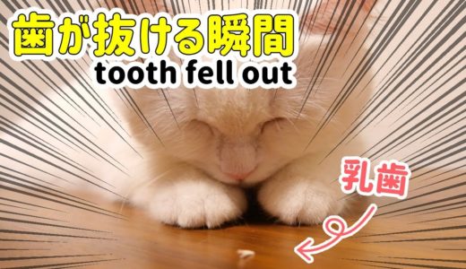 【レア映像】猫の歯が抜ける瞬間