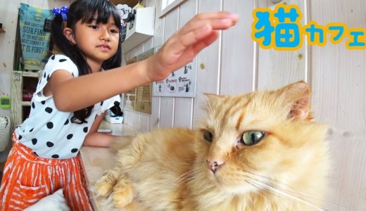 ●普段遊び●今まで至上最高に人懐っこいネコ達に出逢った♡福島市猫カフェ！まーちゃん【7歳】おーちゃん【4歳】#657