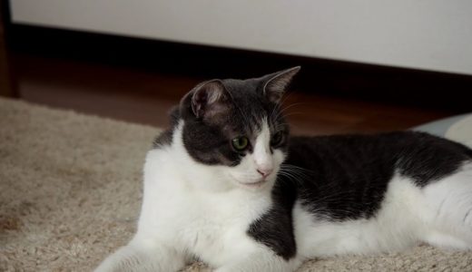 #89 うちのネコは可愛い（ビビ） - My cat Bibi compilation -