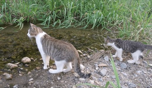 子猫に川の渡り方を教える母猫