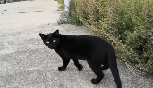 黒猫「ウチ来る?」家に帰る野良猫についていってみた