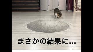 【トリックアート】猫にドッキリを仕掛けてみた！まさかの結果に!!