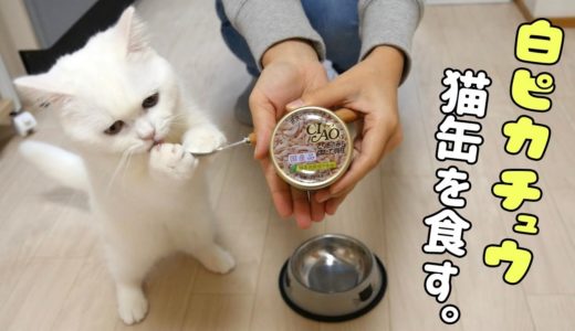【非常事態発生】猫缶を初めて食べた飼い猫が可愛すぎる！Emergency occurs!! The cat ate the canned cat food the first time.