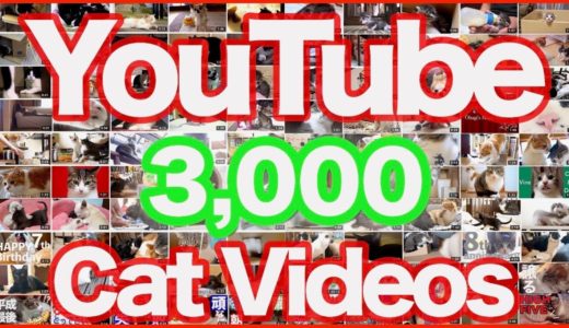 YouTube3000本目の猫動画