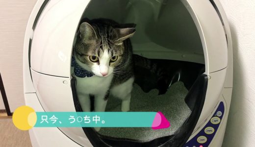【全自動猫トイレ】キャットロボットオープンエアーの仕組みと動作を紹介