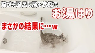猫がお風呂に居座るのでそのままお湯はりをしてみた結果