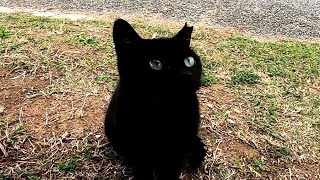猫の集会所に集まっていた野良猫を撫で撫でしてたら子猫の黒猫ちゃんがモフられにきた