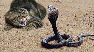 猫是世界上最敢玩蛇的动物 大战三百回合不服输！