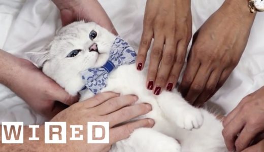 時間の無駄じゃなかった！ネコ動画で幸福になれることが明らかに | Data Attack | WIRED.jp