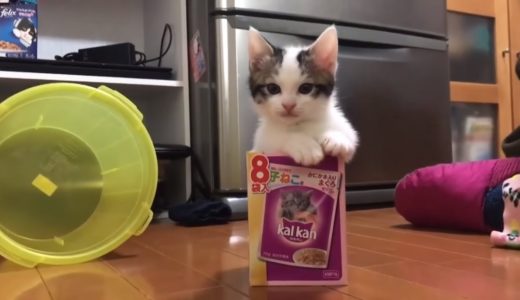 クスっと笑えるひのき猫おもしろ動画集 Part7