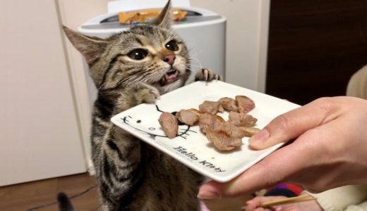 猫に初めてラム肉をあげるとこうなりますｗ