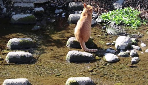 小川を渡るネコ