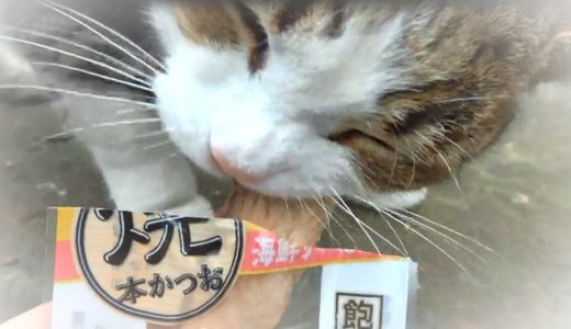 海外の猫たちが日本のおやつに大喜び！猫の仁義なき戦い！焼きカツオ＆ちゅーる