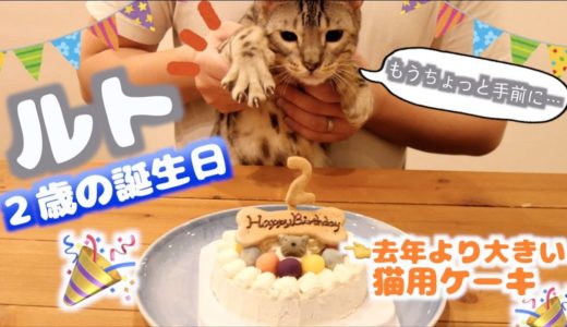 ルトの2歳の誕生日に大きい猫用ケーキ用意したら欲張りなロゼが意外な行動を。。。