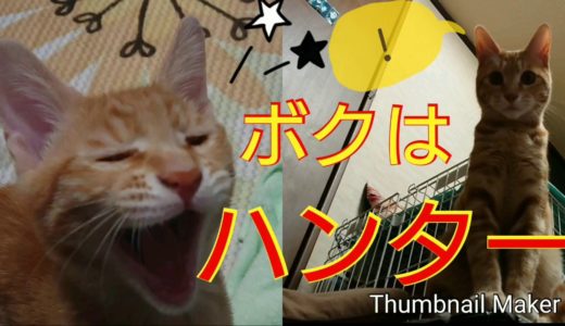 #猫動画#子猫 ドキュメント！猫がハンターになる時…