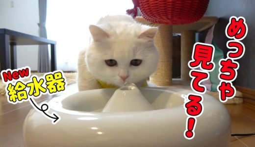 【事件発生！】新しい給水器をガン見する猫！気に入ってくれるのか？？