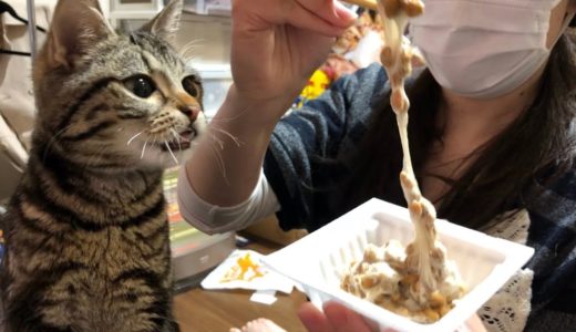 猫が初めて納豆を食べるとこうなりますｗ