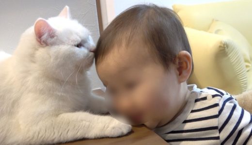 猫が大好きすぎる赤ちゃんと嫌々対応する猫が可愛い！