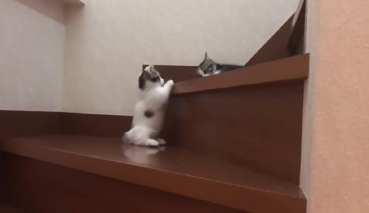 短足の分、下りに苦労する子猫がかわいい   Cute kitten struggles to come down with his short legs.