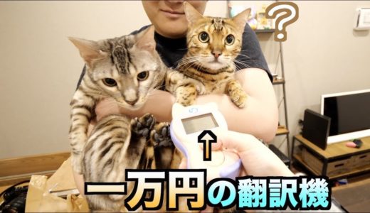 一万円の猫翻訳機でルトとロゼの鳴き声を翻訳したら衝撃的な言葉が。。。