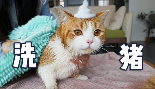 【花花与三猫】橘猫第一次体验洗澡，极度反抗多次逃跑，女主人气的直接干搓！