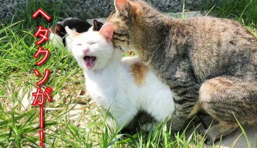 【猫の交尾】一匹のメス猫に群がる野蛮なオス達(Male cats flocking to female cat)