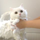 ふわふわ猫をもこもこホイップ泡で洗ったら真の姿に!?