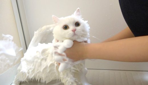 ふわふわ猫をもこもこホイップ泡で洗ったら真の姿に!?