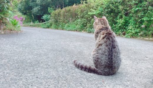 ひたすら犬の帰りを待っている猫 Cat waiting for dog’s return