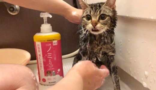 シャンプーされるのが気持ち良すぎてお風呂が大好きになってしまった猫